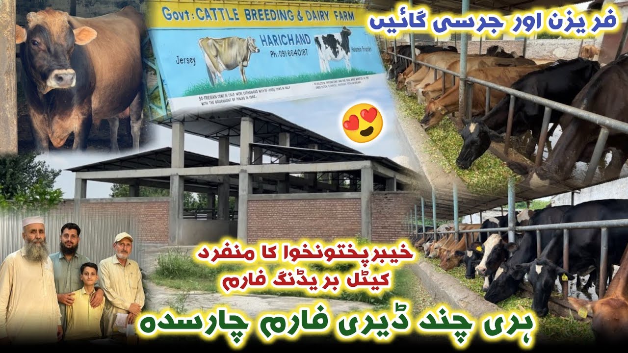 Harichand Dairy Farm & Breeding Research Centre Charsadda 2025 | Izhar Ali Shah Vlogs 