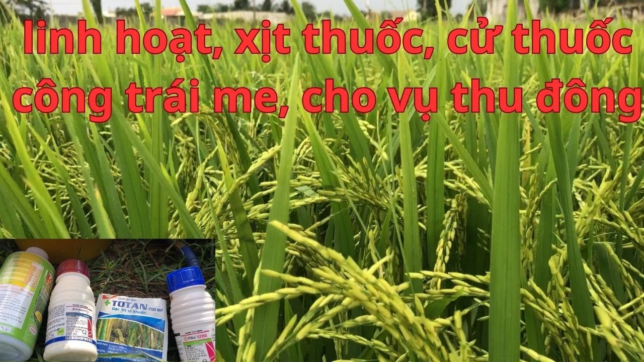CỬ THUỐC, CÔNG TRÁI ME, tăng kali để vào gạo tới cậy sớm, và cứng cây chống đỗ ngã