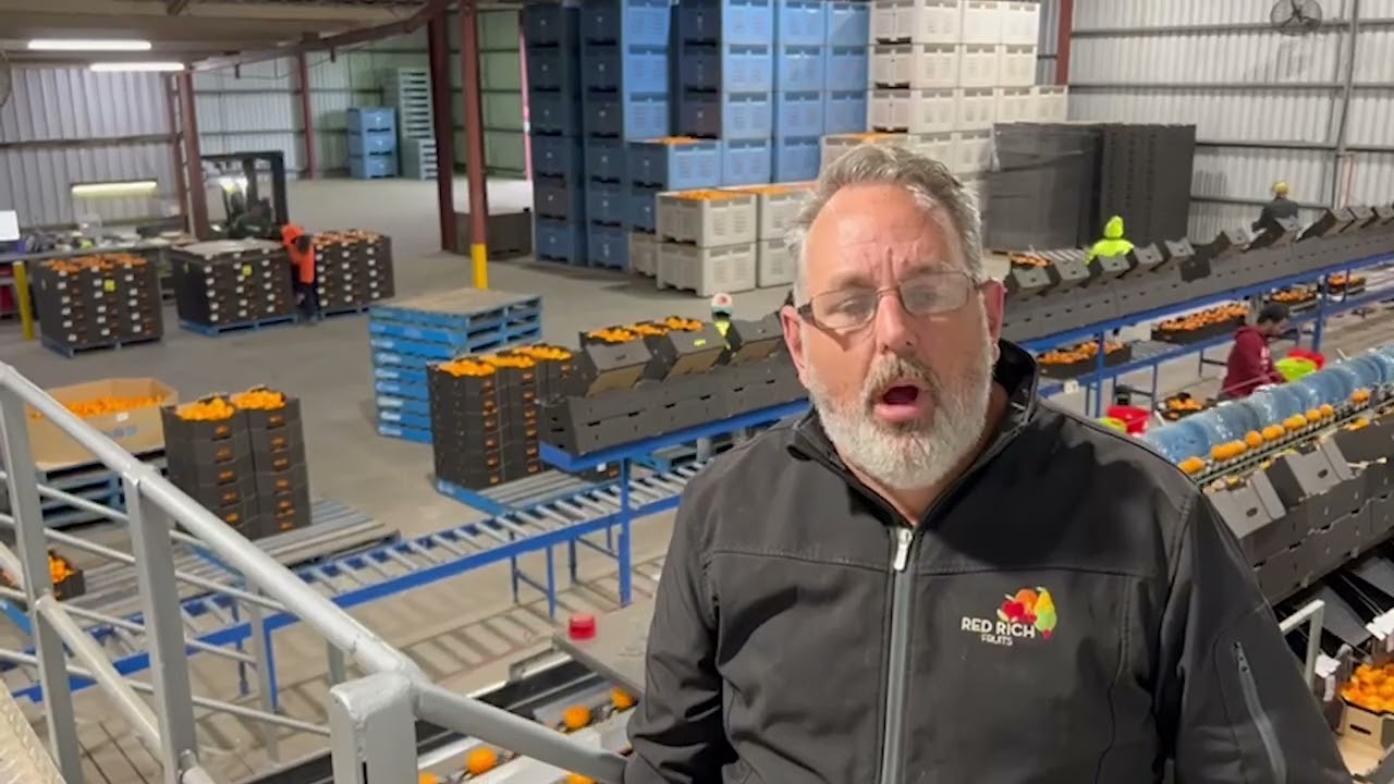 Tree To Table | Murcott Mandarin Harvest Update 2022