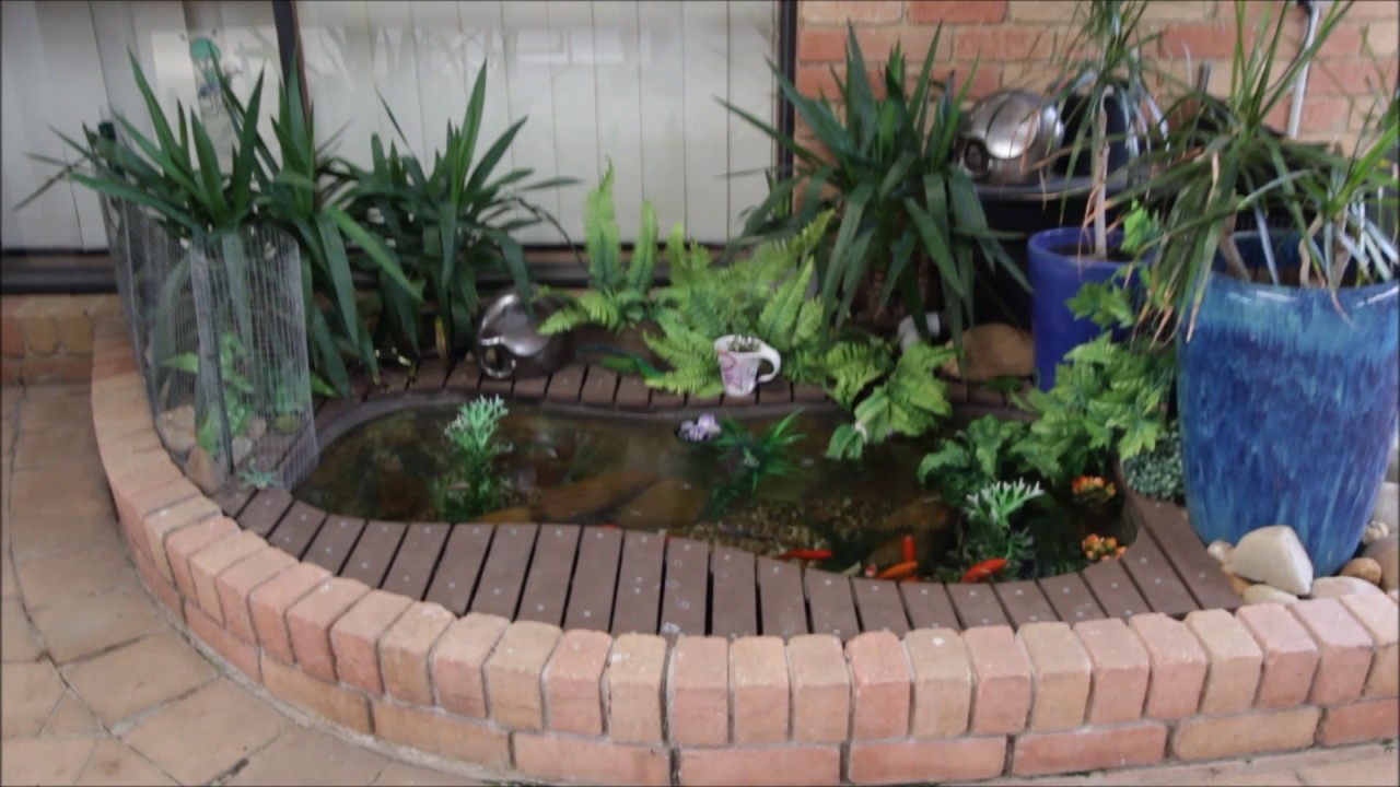 DIY Goldfish Pond Using Bathtub Update #6