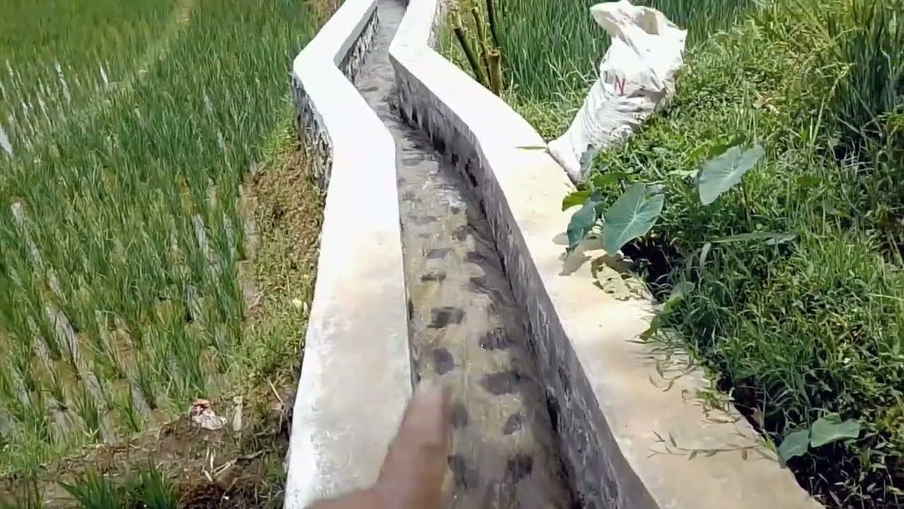 ‼️Tanah sawah murah ‼️luas 3900 surat surat SHM 200 jt gotik 