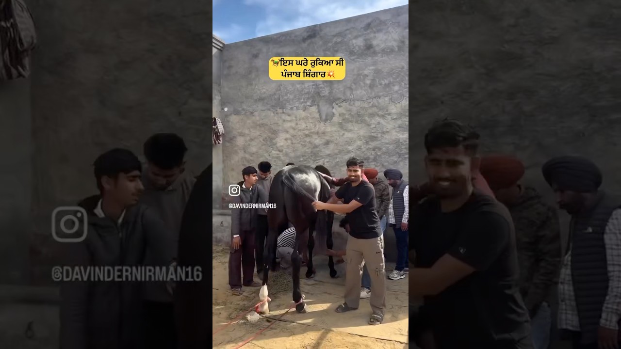 Punjab shingar Gharsana show 🐎🐴 #shortsfeed #horse #shortvideo #shorts #short #shortsvideo #shots