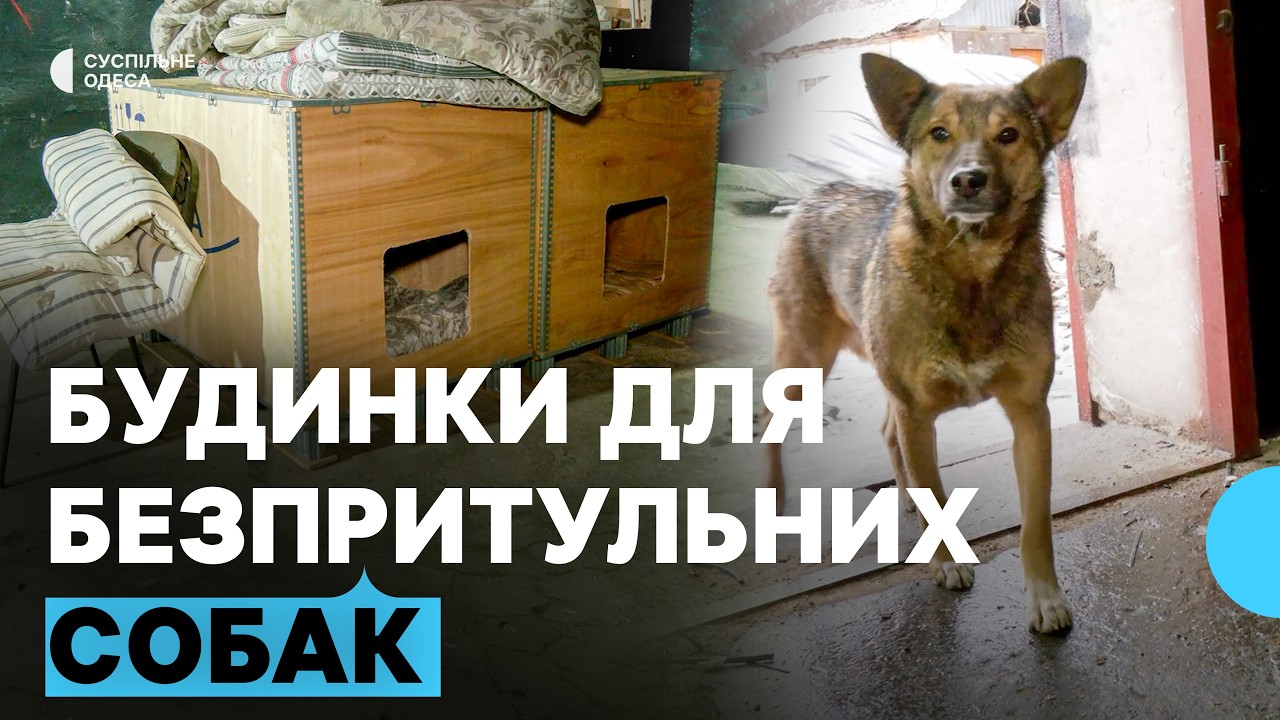 Тепле укриття для тварин: в Одесі роблять будиночки для безпритульних собак