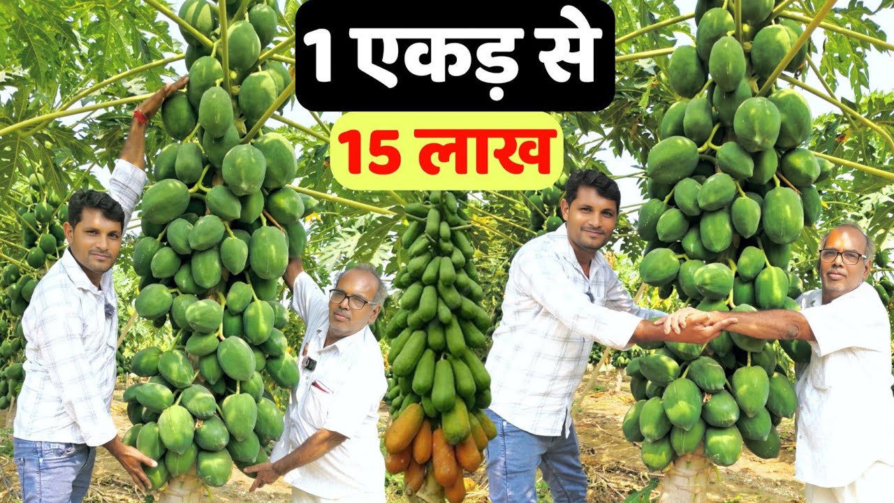 किसानों की गरीबी मिटा देने वाली पपीता की खेती कमाई 15 लाख एकड़ से | papita ki kheti kaise Karen