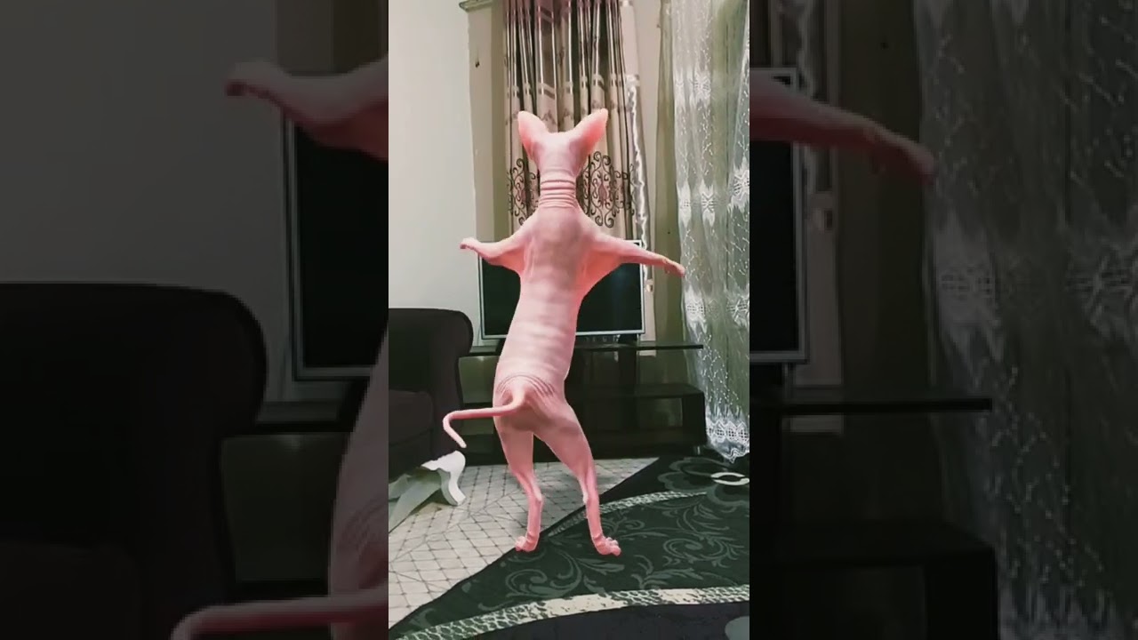 Cat Dancing Bara Bara Bara#shorts