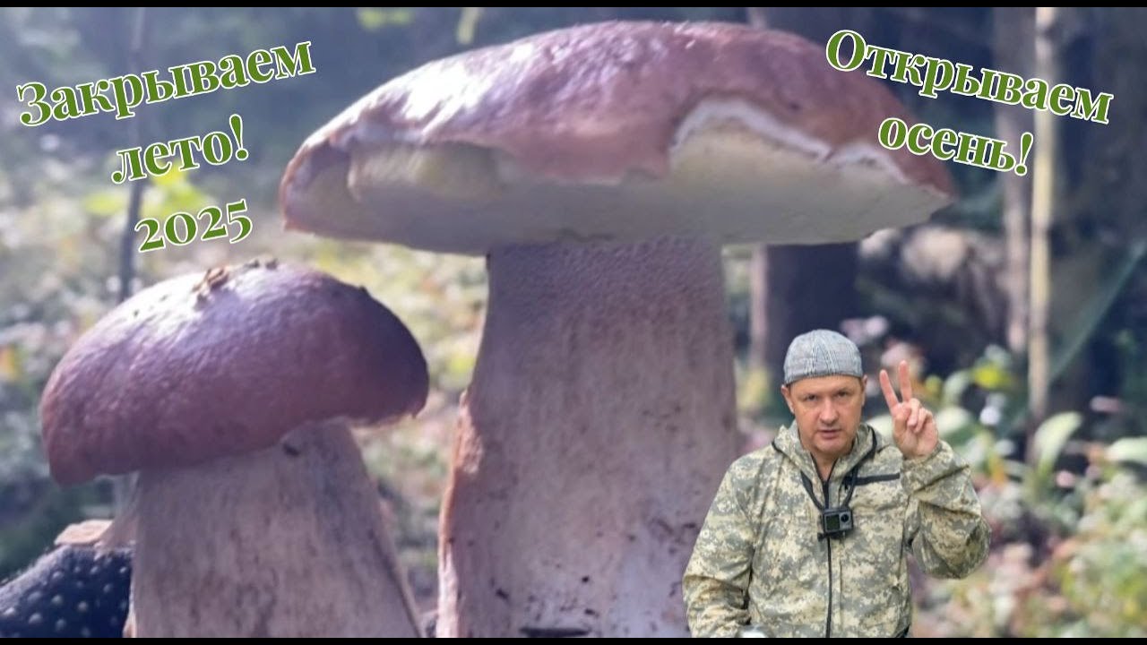 Белый грибопад. Они везде! Целые поляны! #мавасе #mushroom #грибалка #белыегрибы #грибыленобласть 