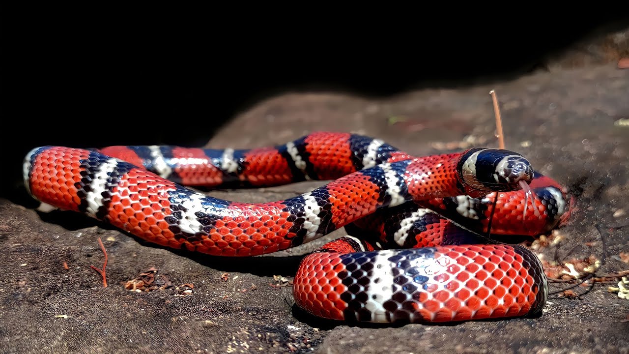 serpiente falsa coral 🐍