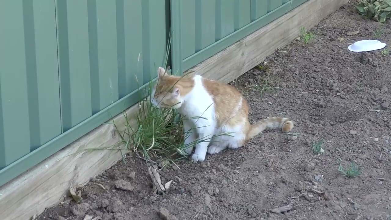 GINGY 4 WEEKS POST FHO &ndash; SEVERE BUNNY HOP, CANNOT RUN, PERMANENT GAIT DAMAGE 🐾💔