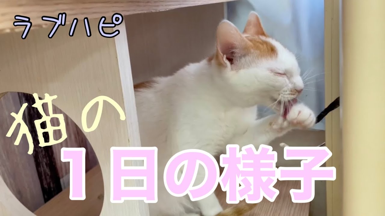 【保護猫広場】ラブハピにゃんずの１日【ルーティーン】