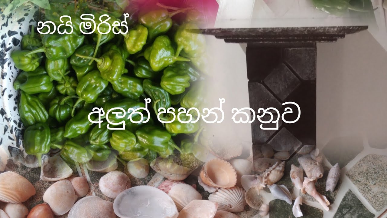 අද දවසෙන් ටිකක් 😍