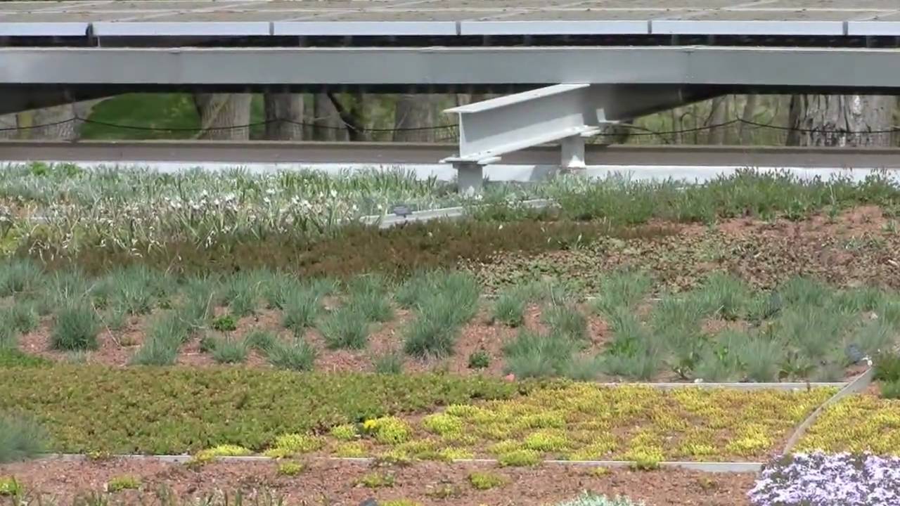 The Green Roof Garden's First Spring