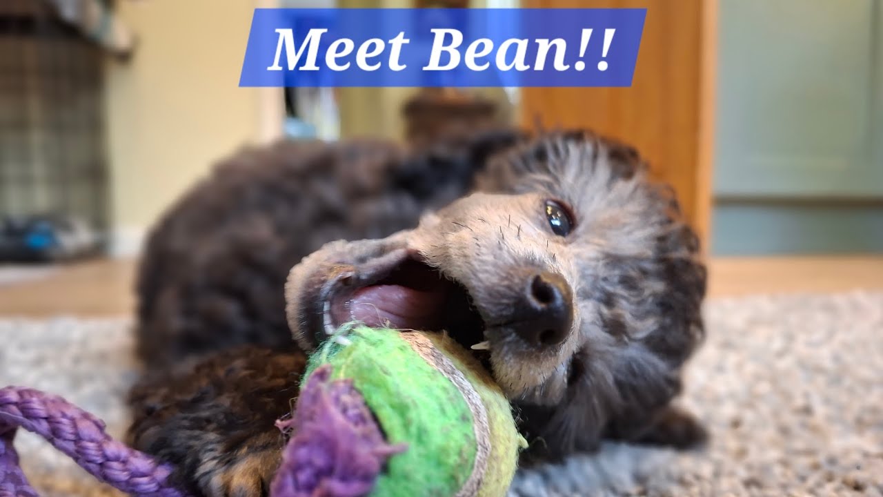 Meet Bean!! A future friend for Oti and Merlin, just a little too tiny right now!