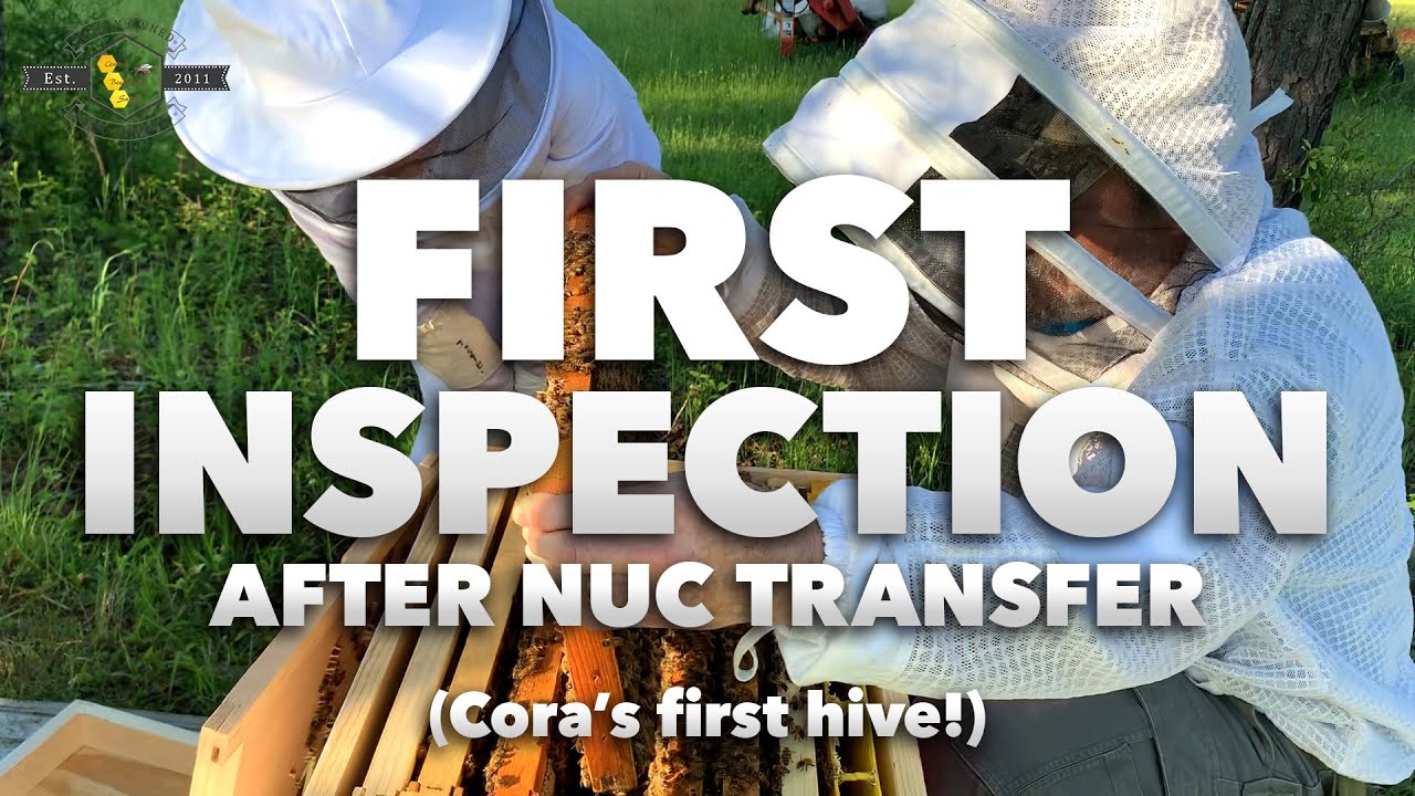 First Inspection of a Nuc after transfer | Cora's first hive [Beekeeping for Kids and Beginners]