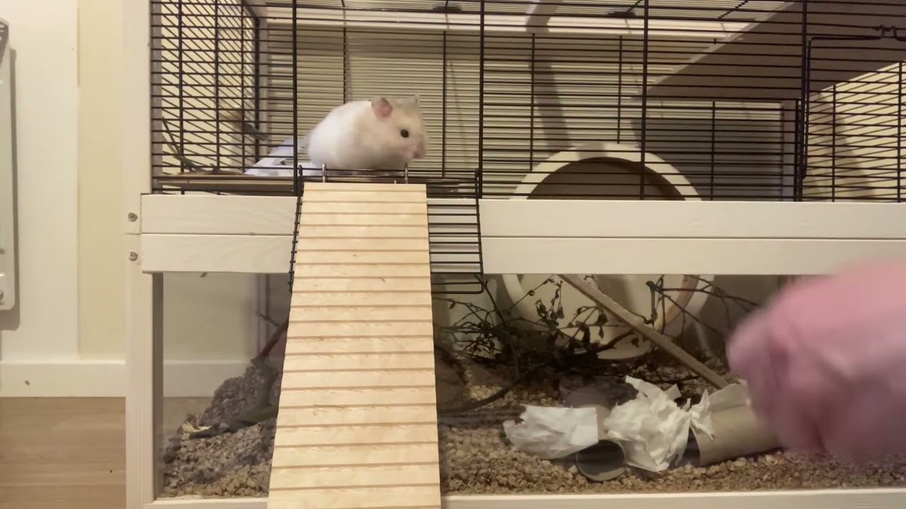 #Guldhamster# #Flingan# tr&auml;nas med klicker