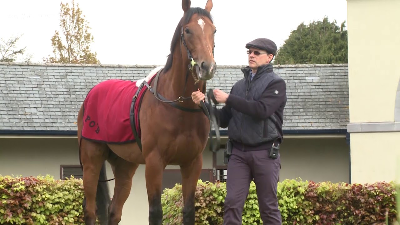Investec Derby: Saxon Warrior