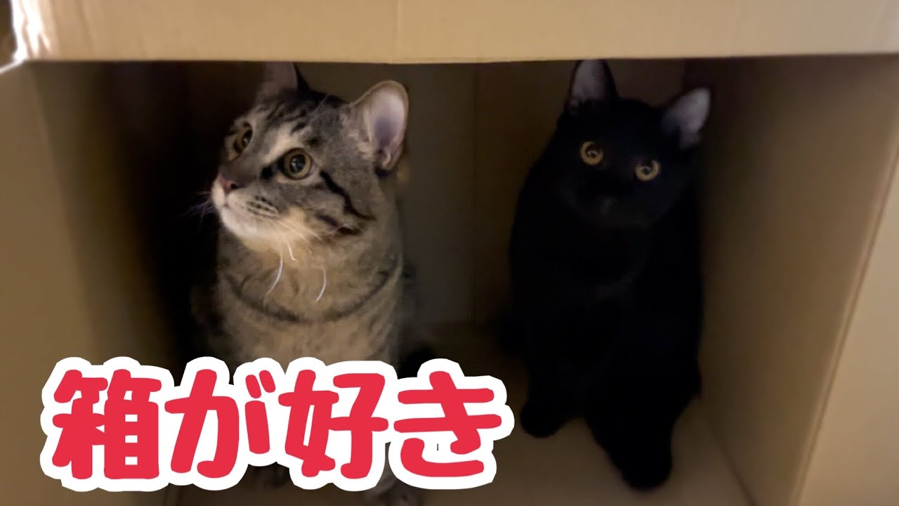 猫はダンボールが大好き 我が家の猫たちとご支援の御礼