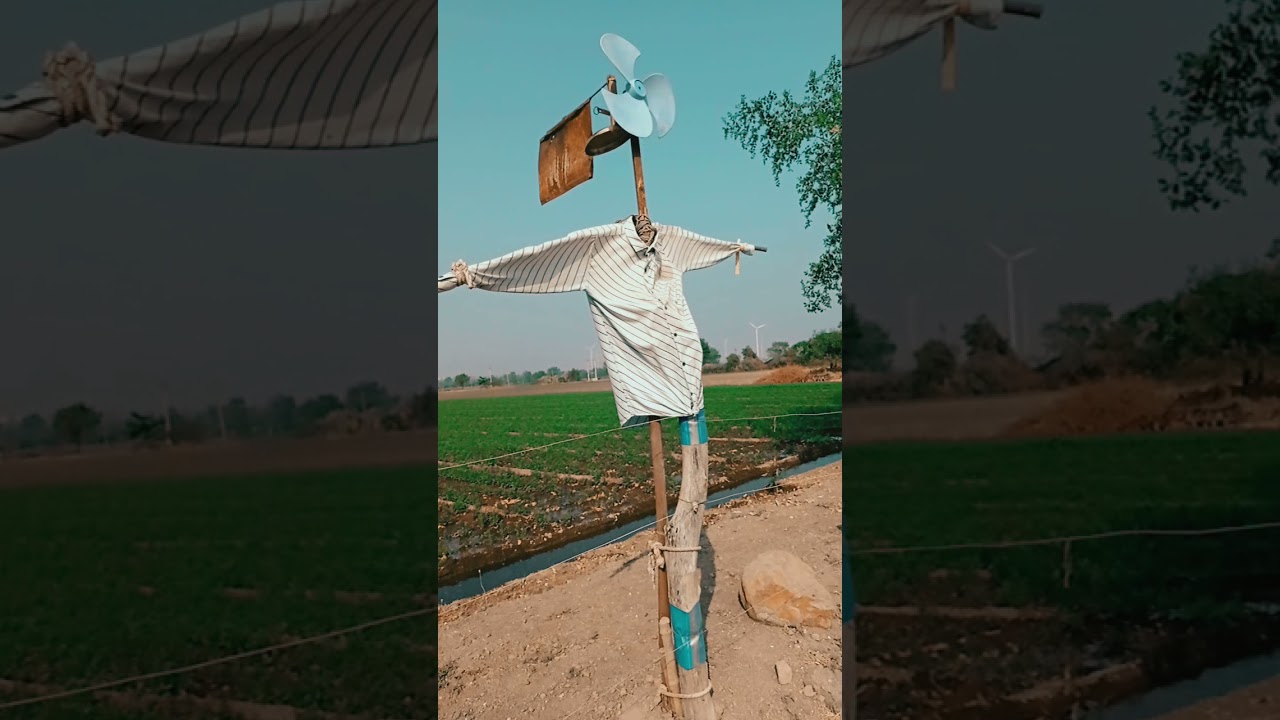 How to Protect Crops from Birds And Animal || desi jugad || Farmer tool || 