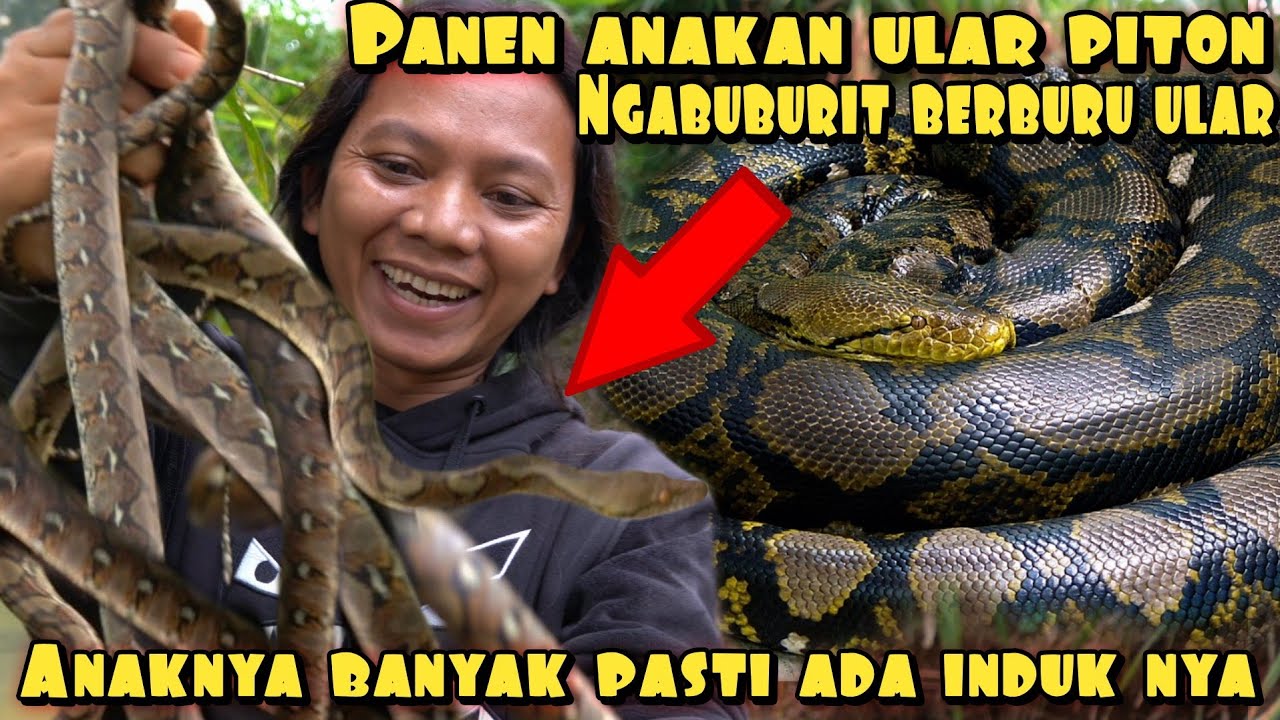 NGABUBURIT ALA DEDE INOEN PANEN ULAR PYTHON