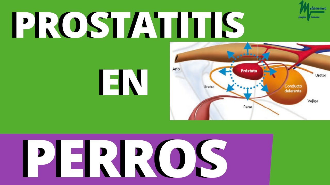 PROSTATITIS en PERROS. Próstata inflamada en perros.