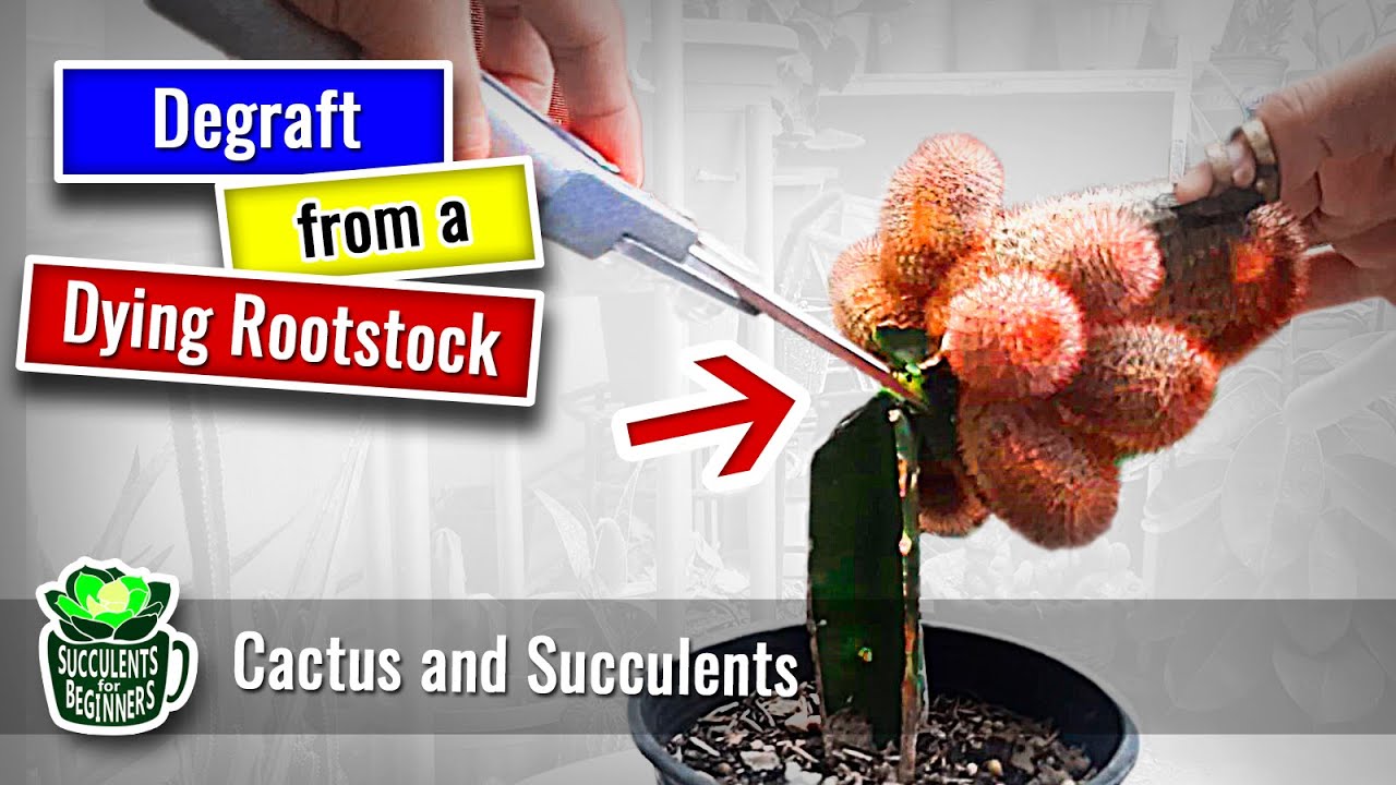 Part 1: Cactus Plant Care Tips : Degrafting a Scion from a Dying Rootstock