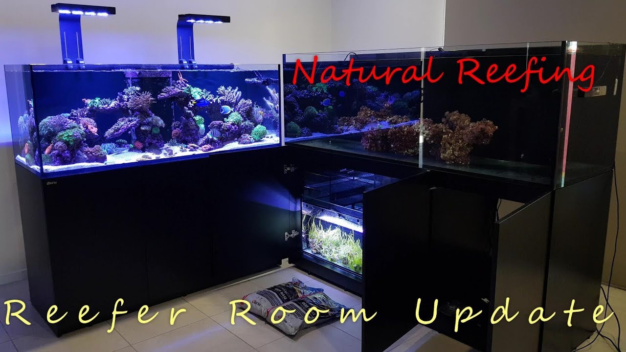 Red Sea Reefer XXL 750 Xl 525 Room Update