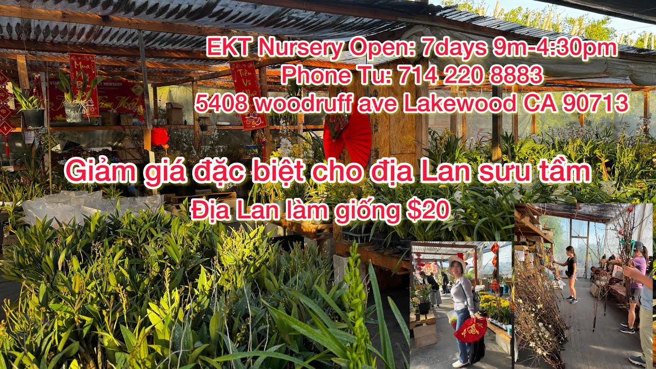 EKT Nursery sale đặc biệt lan Sưu tầm đồng loạt $60, địa lan thường $20 
