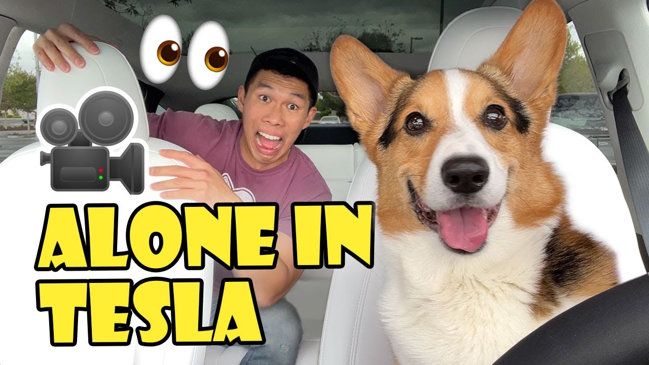 What My Corgi Does When Left in New TESLA || Life After College: Ep. 734