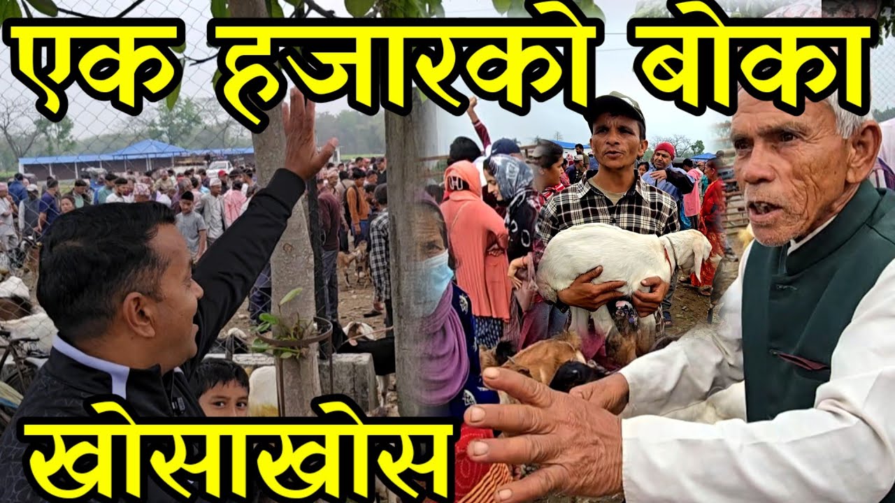 खसी बजारमा पर्यो चर्काचर्कि , मात्र एक हजारमा बोका पाइने बजार झापामा village goat market