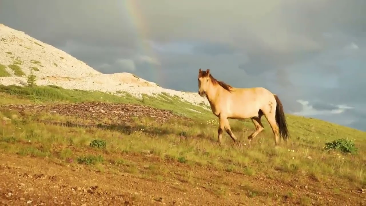 horse 1
