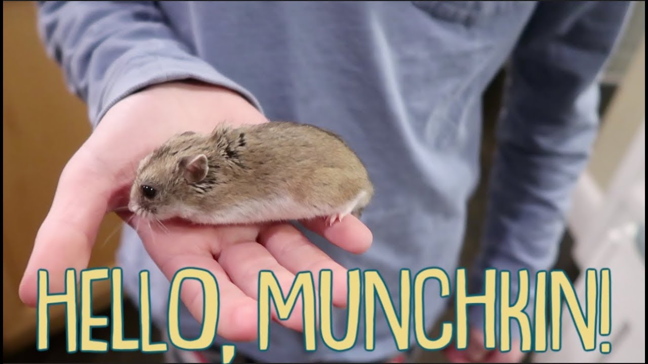 It's A Dwarf Hamster!  Can We Keep Her?