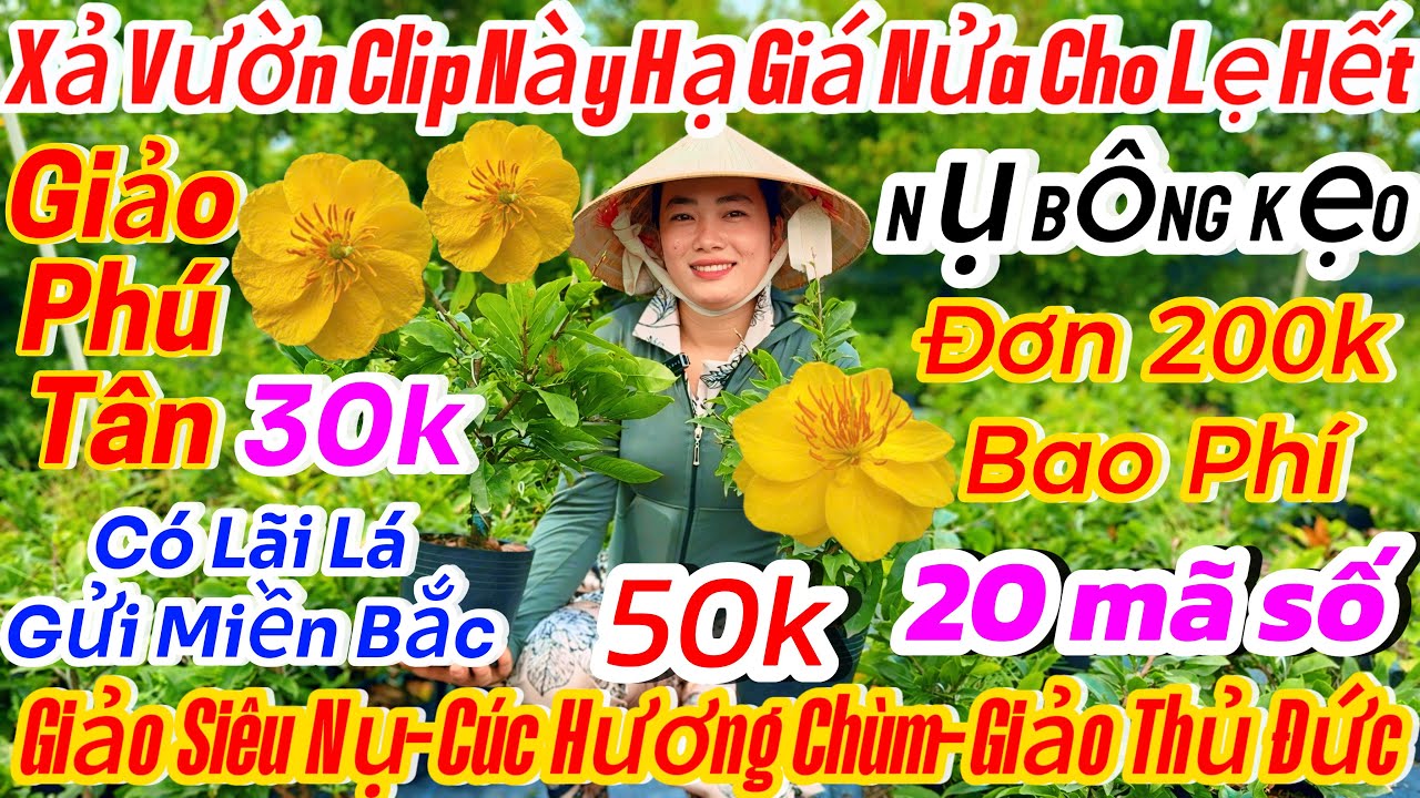 25/01☎️ 0398616085 ☎️🌴mai vàng chơi tết 90k🌴20 mã số-giảo Phú Tân-giảo siêu nụ-thủ Đức-cúc nghệ 
