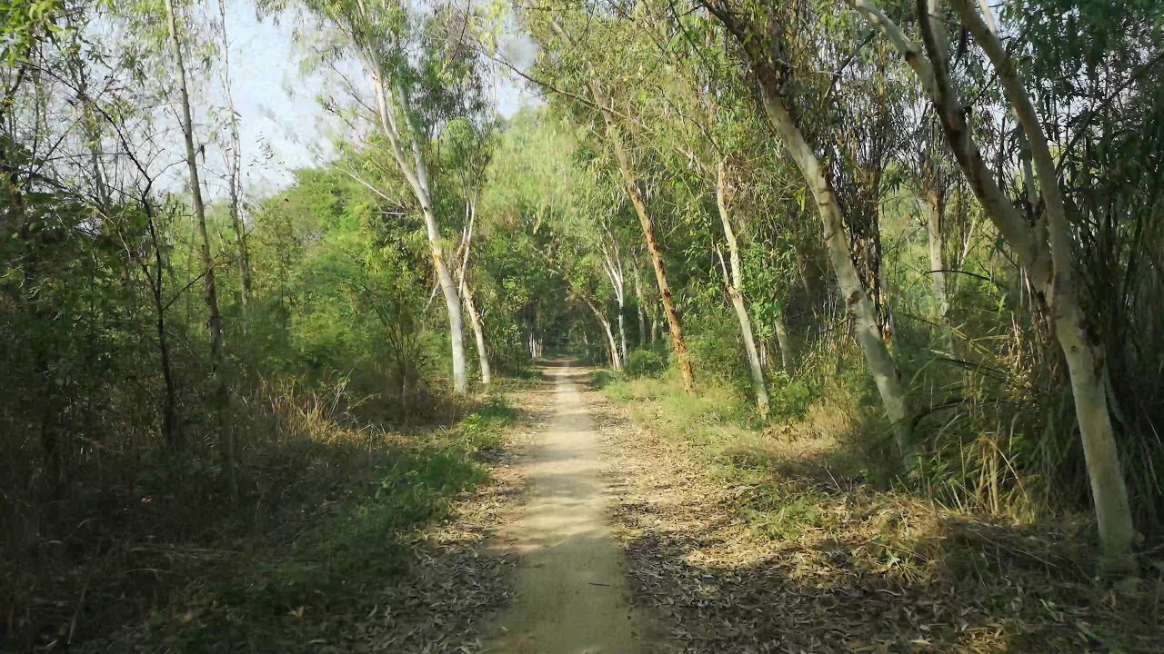 Duffer Forest Pakistan |2nd Biggest Jungle of Pakistan | Rest House Duffer Plantation