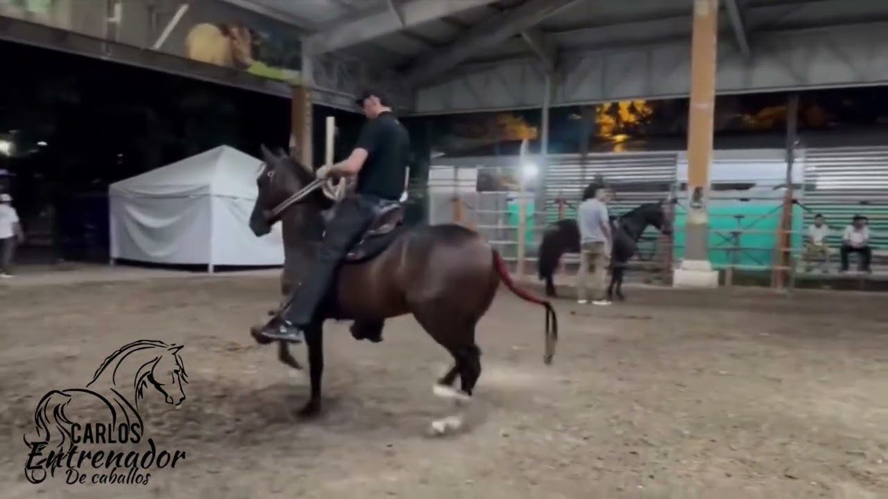 BUKELE DE SANTA ISABEL (Hermano Sol de Villa Milena X Ananda - Mensaje deSan Esteban )