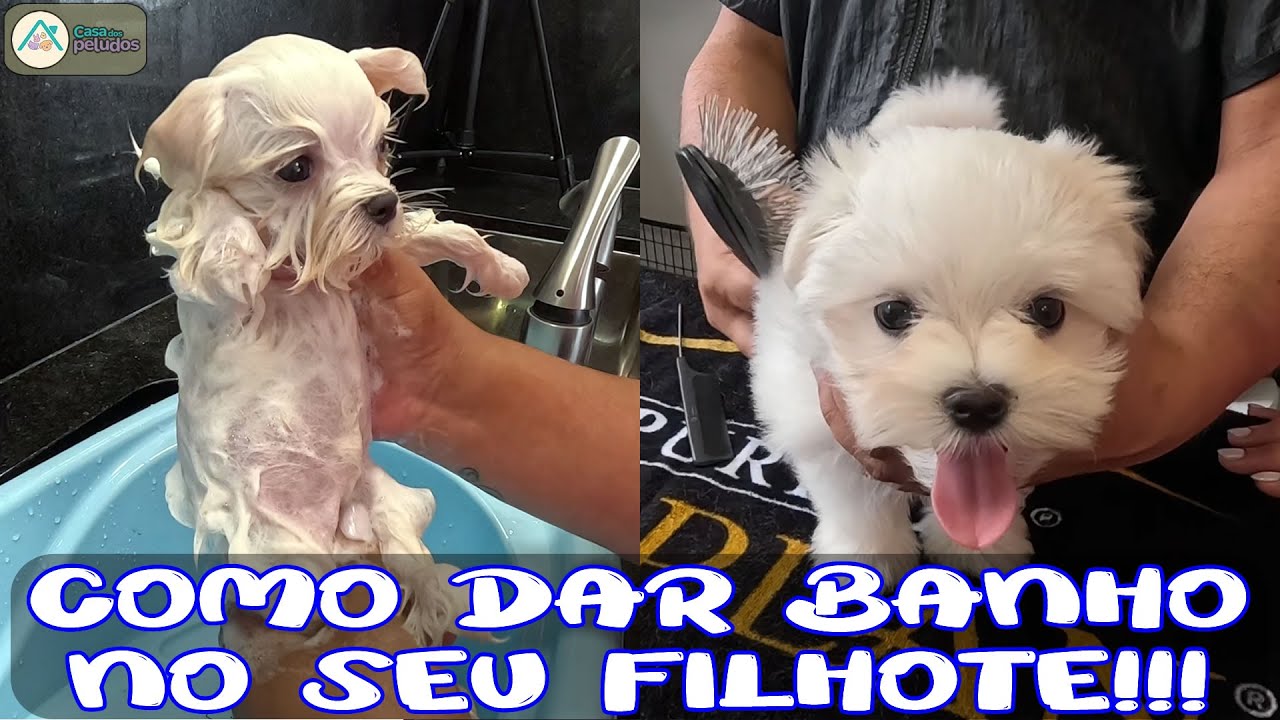 BANHO PERFEITO no FILHOTE de MALT&Ecirc;S 🛁 | Dicas do Criador Maxwell do Canil They Are The Best!