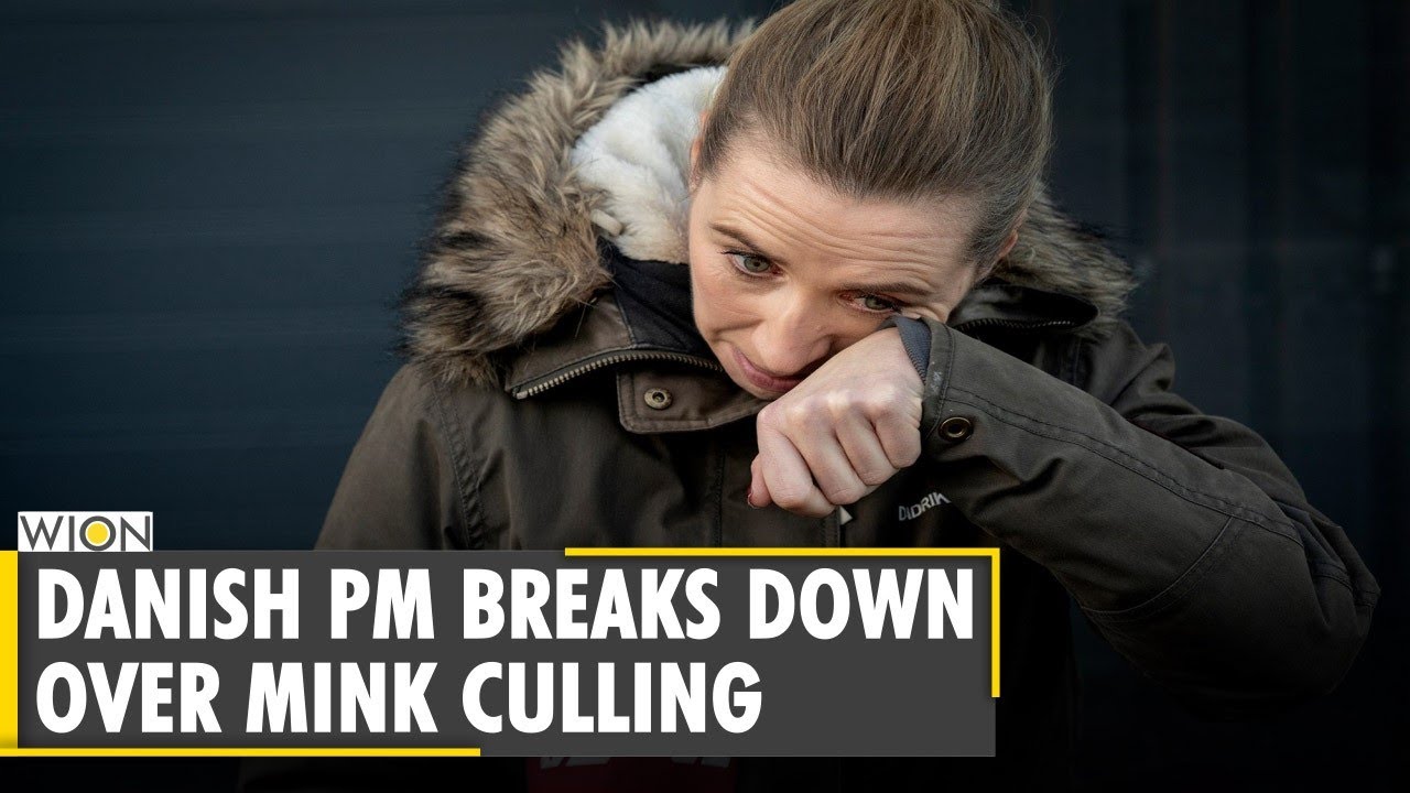 Danish Prime Minister Mette Frederiksen breaks down over mink culling | COVID-19| WION News