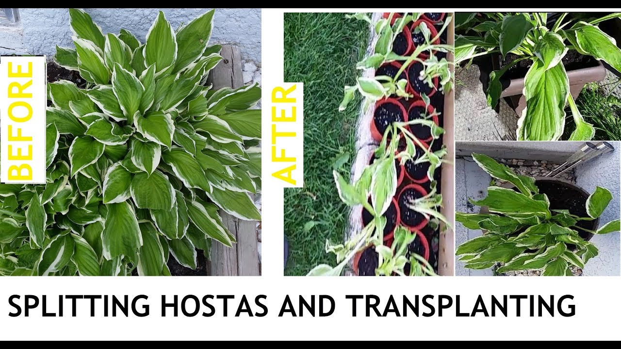 Splitting Hosta plant and transplanting on small pots