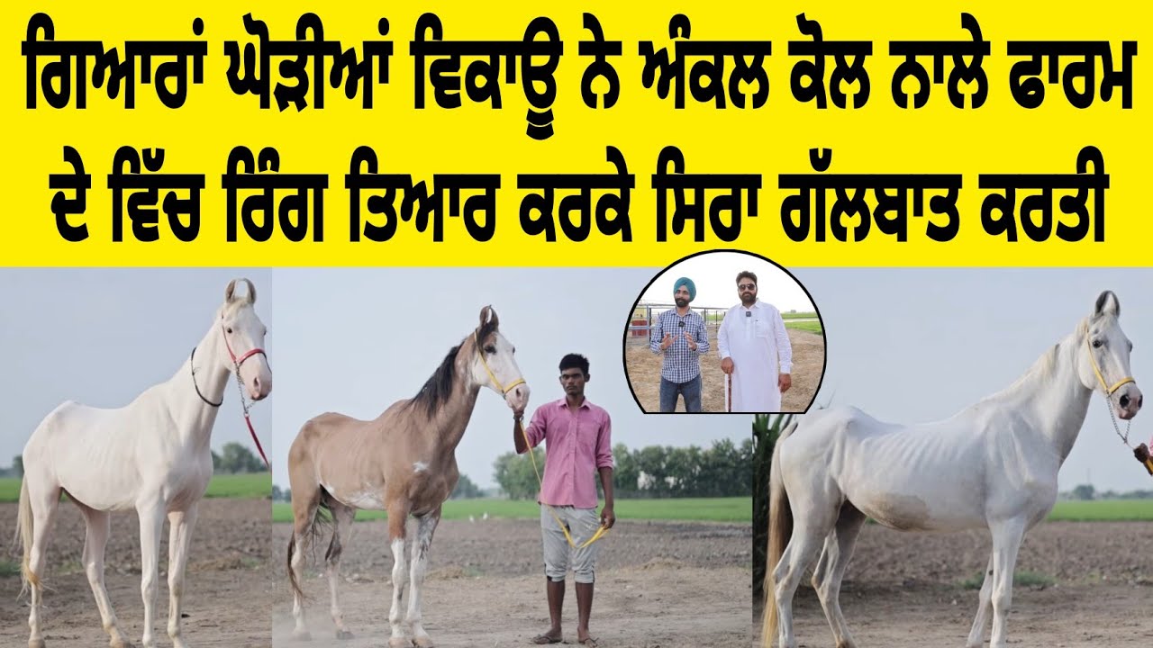 ਗਿਆਰਾਂ ਘੋੜੀਆਂ ਵਿਕਾਊ ਨੇ ਅੰਕਲ ਕੋਲ ਨਾਲੇ ਫਾਰਮ ਦੇ ਵਿੱਚ ਰਿੰਗ ਤਿਆਰ ਕਰਕੇ ਸਿਰਾ ਗੱਲਬਾਤ ਕਰਤੀ