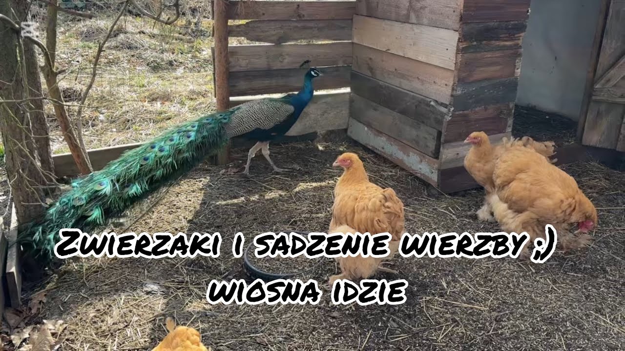 Zwierzaki i sadzenie wierzby ;) wiosna idzie