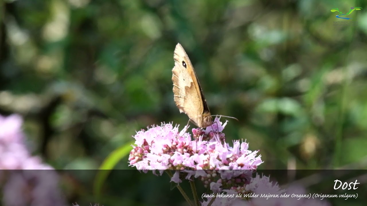 Kalkmagerrasen im Sommer - Naturerlebnis Wewelsburger Almetal