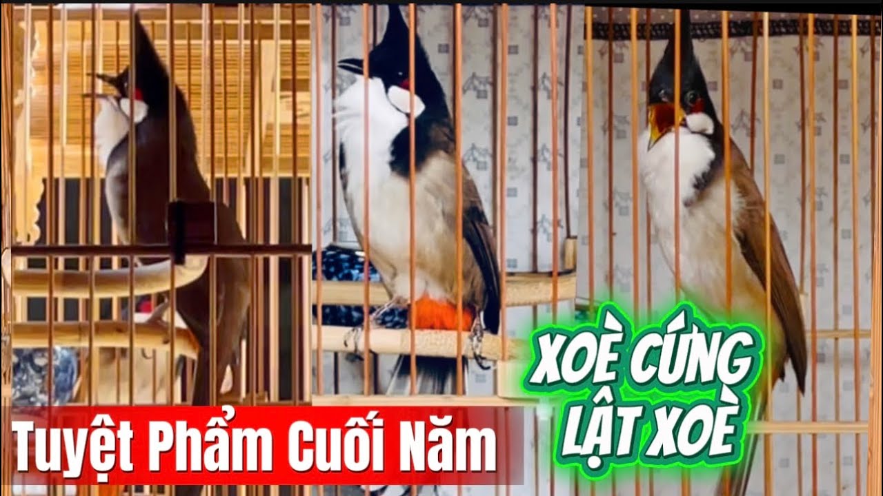 [ 27 Tết ] Về 3 Siêu Phẩm Chiều Lòng Ae Khó Tính Bộ Đẹp Nết Hay Lúa Êm | LÂN VƯƠNG | XOÈ CỨNG 