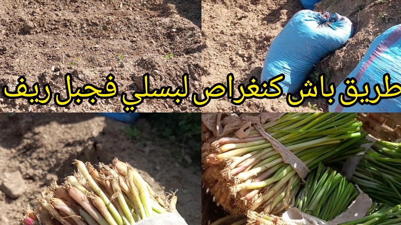 طريقه باش كان غرسوا البصله في الجبل الريف