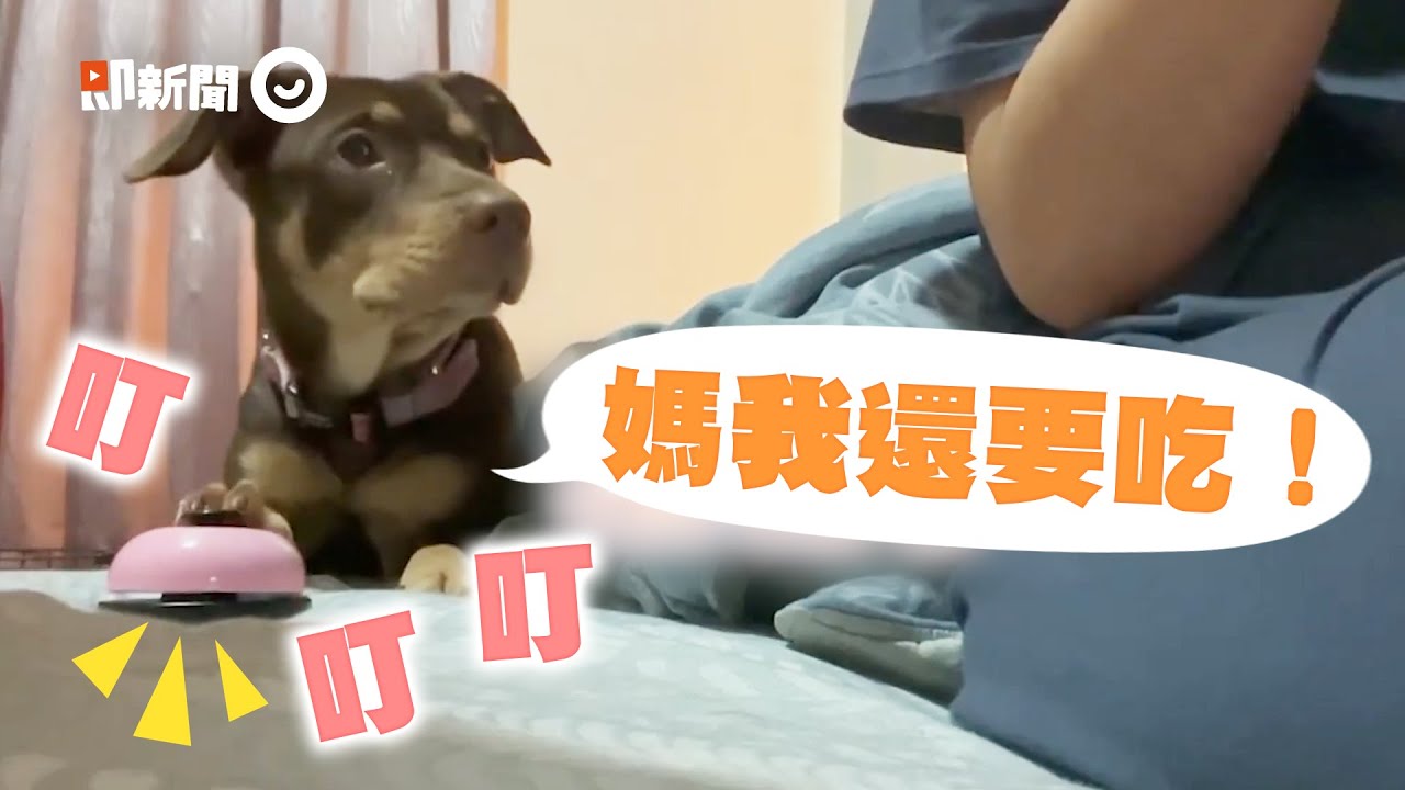 米克斯犬按鈴討水果 「吃完還想要」狂按：再來一點｜寵物｜狗｜貪吃｜精選影片