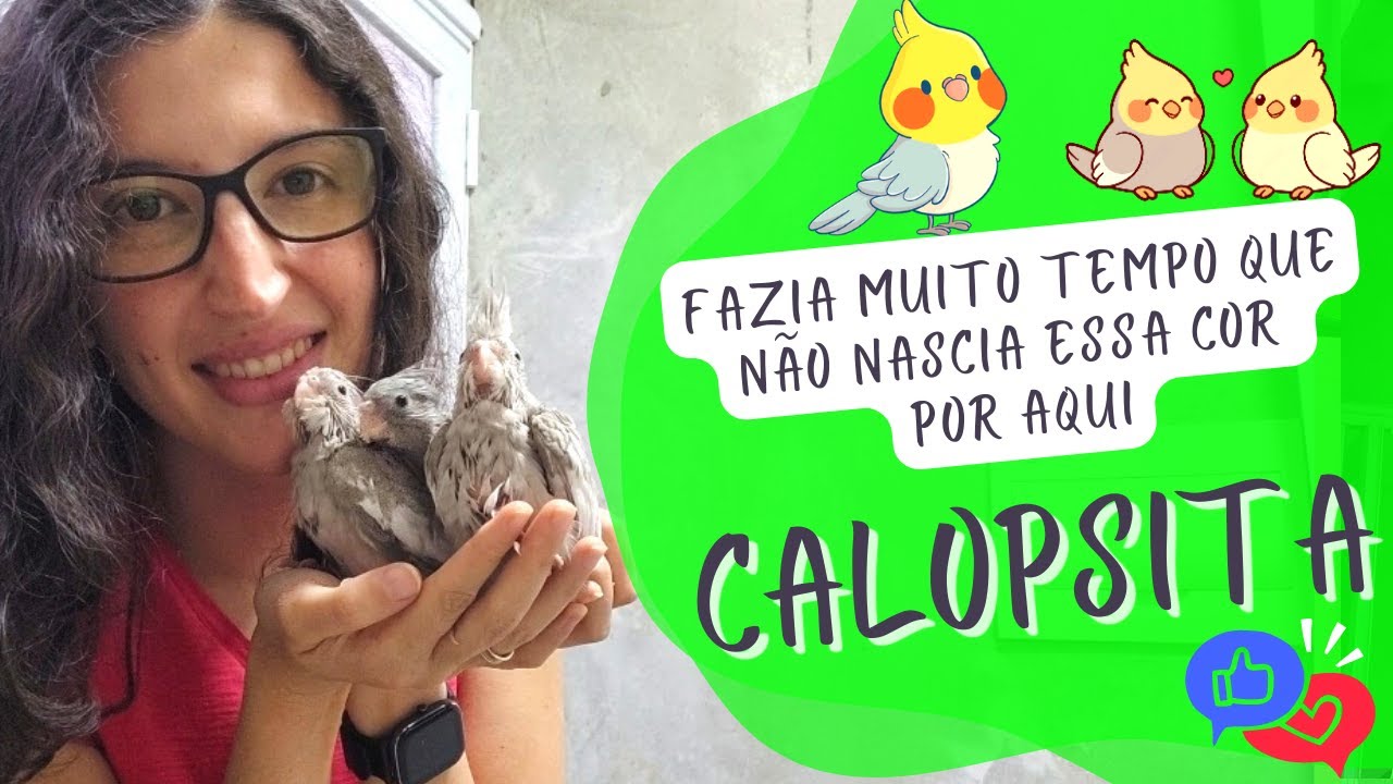 TODOS MEUS FILHOTES DE CALOPSITA E SUAS MUTAÇÕES (CORES) - UDP