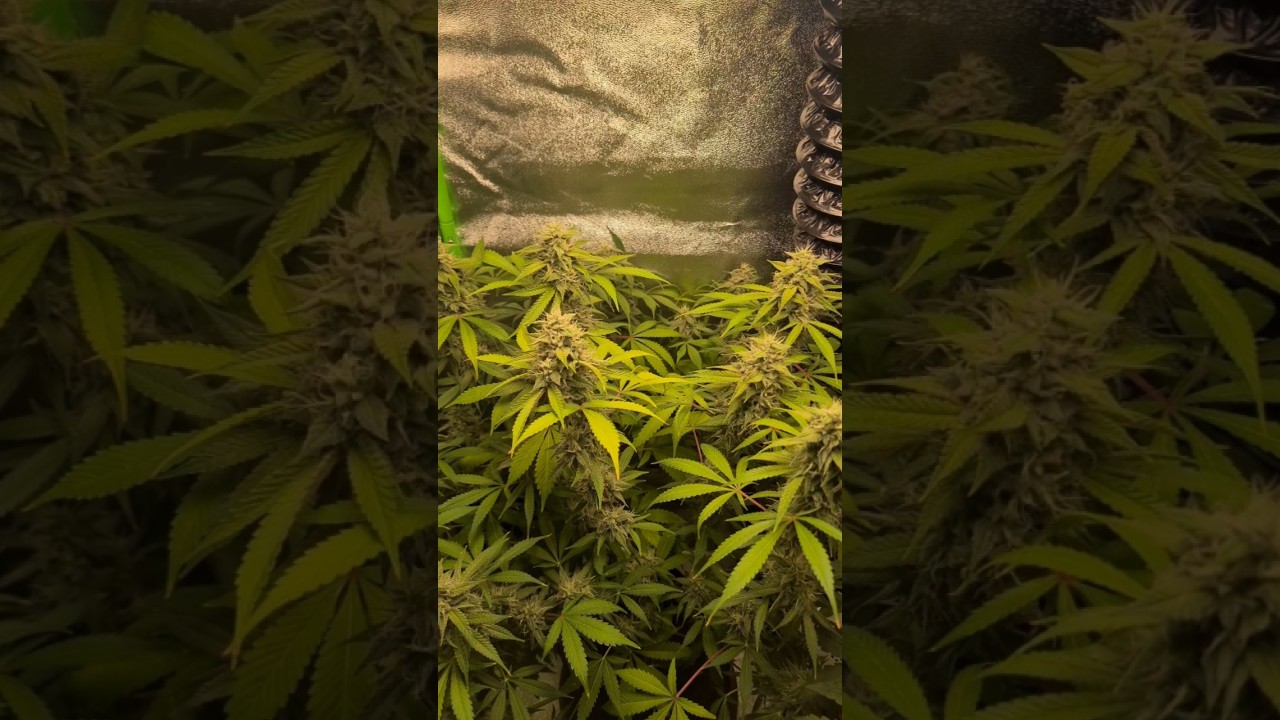 Apple Fritter Auto - Week 5 Bloom Progress #indoorgardening