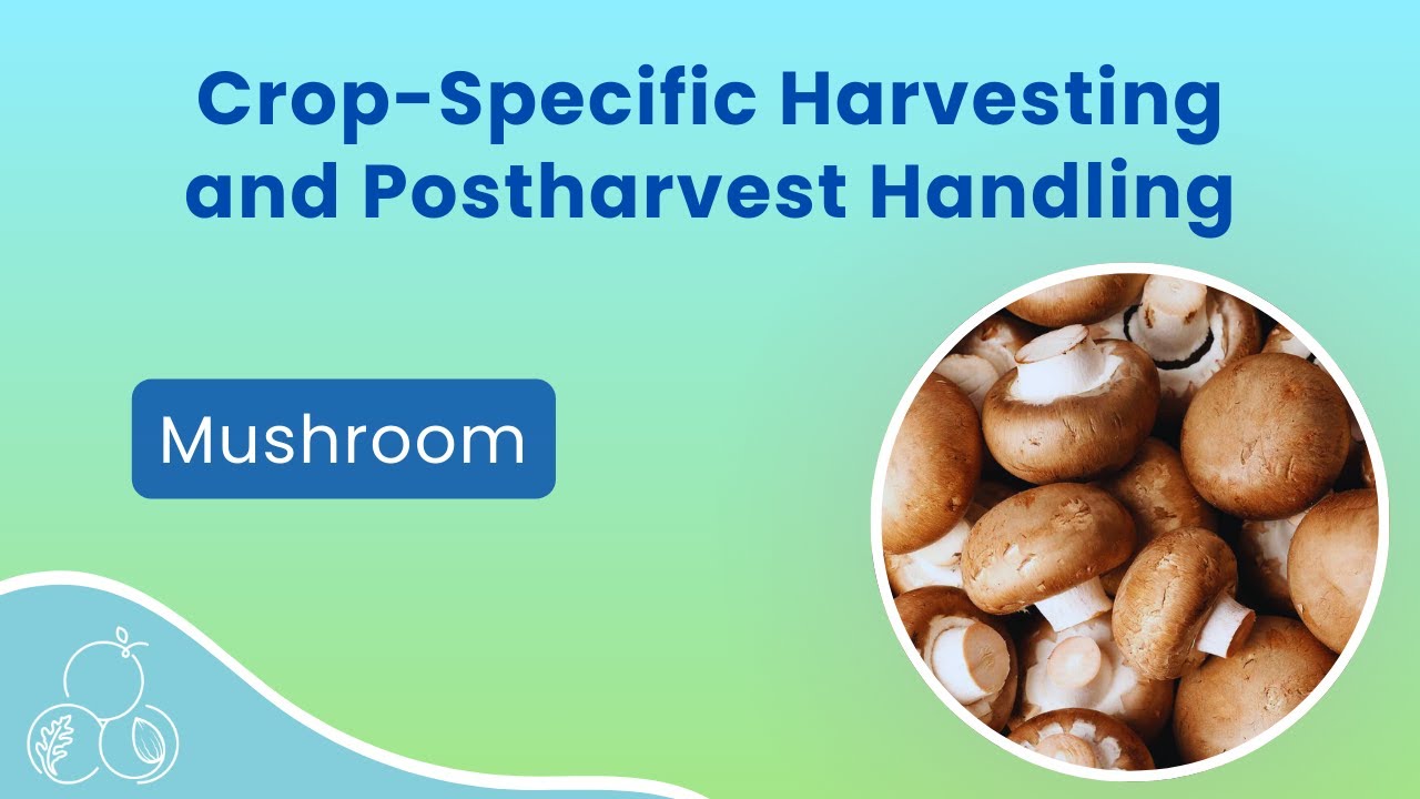 Mushrooms: Harvest and Postharvest Handling