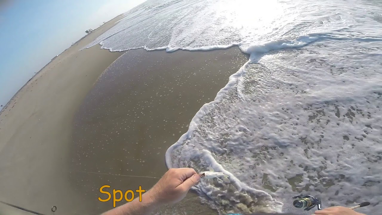 Chincoteague surf fishing from the beach with light tackle gear.  June 30, 2018