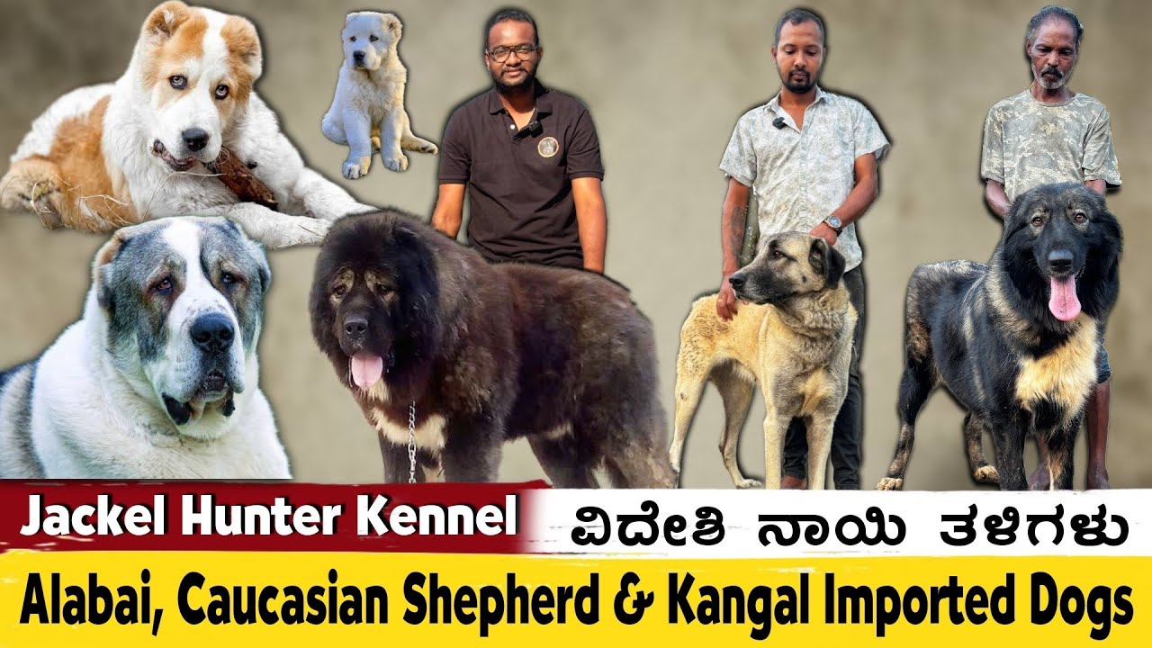 Imported Giant Dog Breed in India🏆⭐| Alabai, Caucasian Shepherd & Turkish Kangal 🔥| Jackal Hunter💥