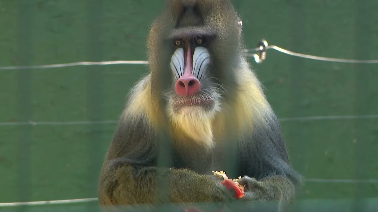 Rafiki a mandrill Kecskeméten