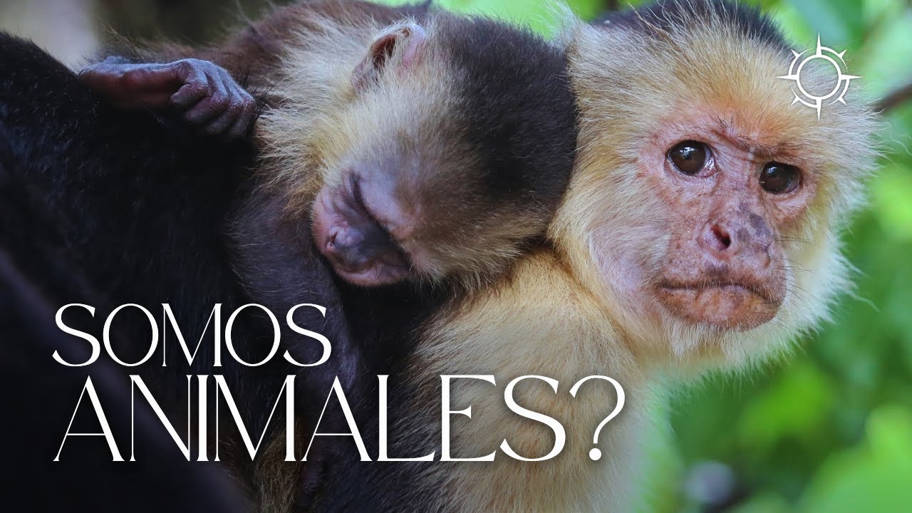 Humanos y Animales: ¿Qué nos Une y Separa? I Mundo Animal | Orígenes