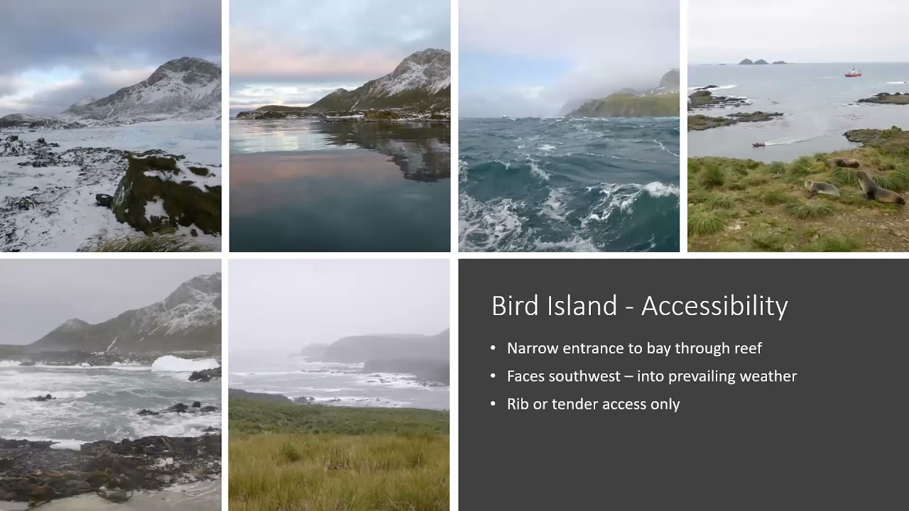 Albatrosses - A perspective from 17 months fieldwork on Bird Island, South Georgia with Rosie Hall